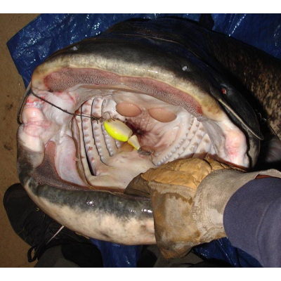 Wobler na sumce Monach Dok Moby 10cm SR barva SFC