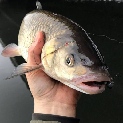 Gumová nástraha na okouny, štiky, candáty Monarch Dok Trouty Shad 8cm celtic