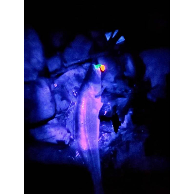 Monarch Dok Spickey Shad  11 SFC + UV rep