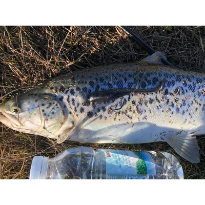 Gumová nástraha na okouny, štiky, candáty Monarch Dok Trouty Shad 8cm celtic
