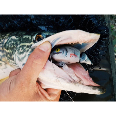 Monarch Dok Moby 10cm Supershallow barva CD