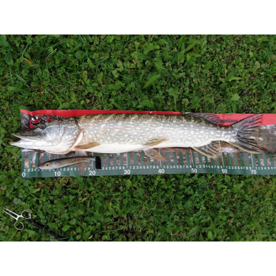 Ripper Svartzonker Real Series McRubber Jr 17 cm Baltic Herring & Eelpout (balení 2 ks)
