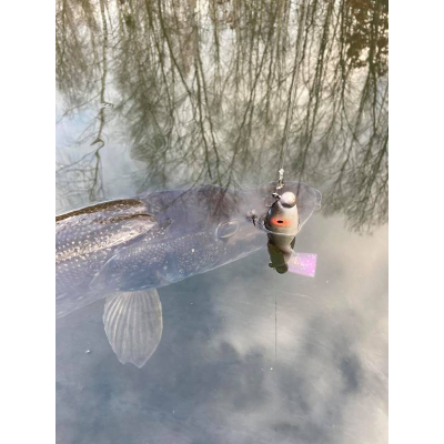 Svartzonker McRubber Shad 17cm  C27 White Fish)