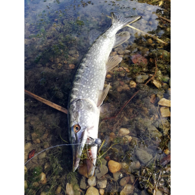 Ripper Westin Shad Teez 14cm 17g sparkling grey