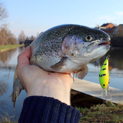 Bonito Okoń 4cm  floating barva D01F