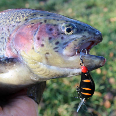 Bonito Okoń 4cm  sinking D21