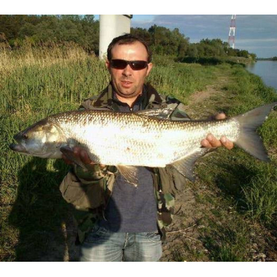 Wobler Bonito Bolen 7cm barva 24