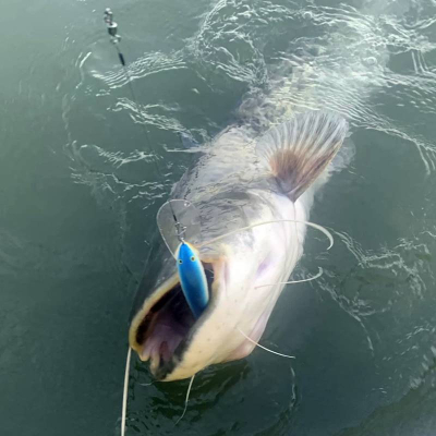 Wobler na sumce Bonito Szczupak 12,5cm na trolling A08