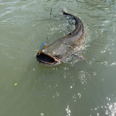 Wobler na sumce Bonito Szczupak 12,5cm na trolling A08