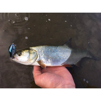 Wobler Rapala X-light Series Crank 03 3,5cm 4g Shallow Runner Baby Asp