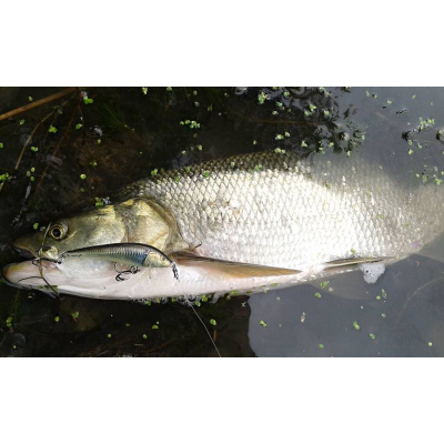 Wobler na boleny wobler Bonito Bolen 7cm barva 24