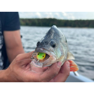Wobler na okouny Bonito Kleń 3,5cm
