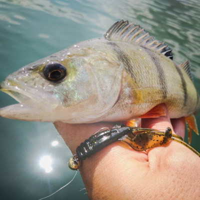 Perch Professor Fapping Craw 2”/5,5cm 01 Original - 6pcs