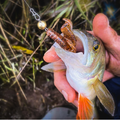 Perch Professor Fapping Craw 2”/5,5cm #03 Bimber Tea - 6pcs