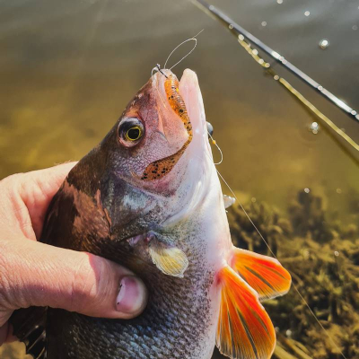 Perch Professor F**king Leech 2”/5,5cm 03 Bimber Tea - 12pcs