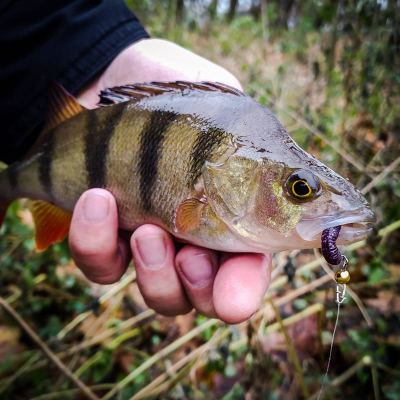 Perch Professor F**king Leech 2,75”/7cm 02 Purple Pepper - 8pcs