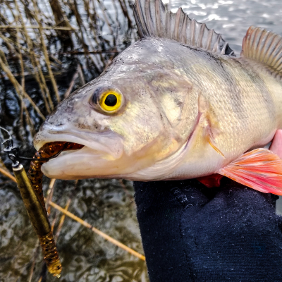 Perch Professor Flying Worm 2”/5cm #03 Bimber Tea - 8pcs