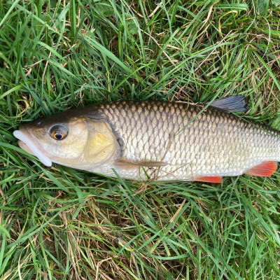 Revol Baits Pijawka 50mm 12 pcs bílá příchuť sýr-česnek