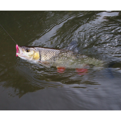 Revol Baits Pijawka 50mm 12 pcs růžová - pink pearl příchuť kreveta