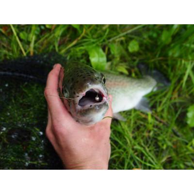 Revol Baits Pijawka 50mm 12 pcs black příchuť kreveta