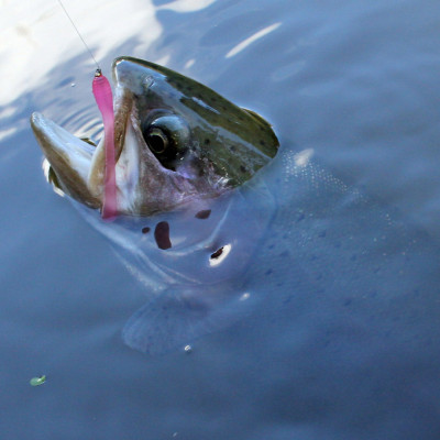 Revol Baits Pijawka 70mm 10 pcs růžová - pink UV příchuť kreveta