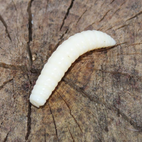 Harmony Baits Larva Grub 40mm barva 002 Cheese příchuť sýr