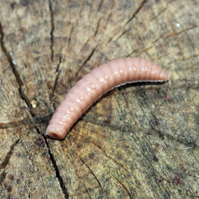 Harmony Baits Larva Grub 40mm barva 016 Coffee Milk 9 pcs příchuť sýr