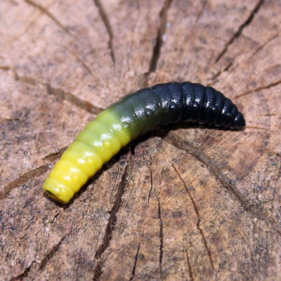 Harmony Baits Larva Grub 40mm barva 004+19 Yellow + Black 9 pcs příchuť sýr