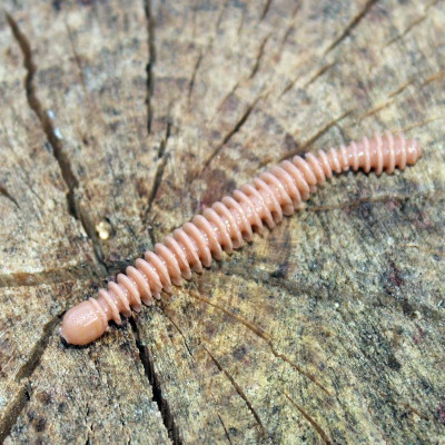 Harmony Baits Super Červík 55mm barva 016 Coffee Milk 12 pcs příchuť Krill