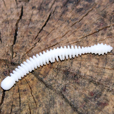 Harmony Baits Super Červík 55mm barva 001 white 12 pcs příchuť Krill