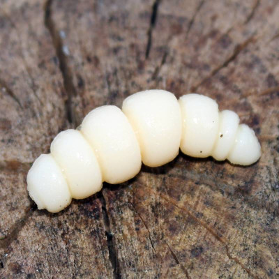 copy of Harmony Baits Larva Apod FAT 32mm barva 002 Cheese 9 pcs příchuť sýr