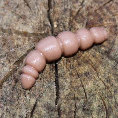 Harmony Baits Larva Apod 37mm barva 016 coffee Milk 9 pcs příchuť sýr