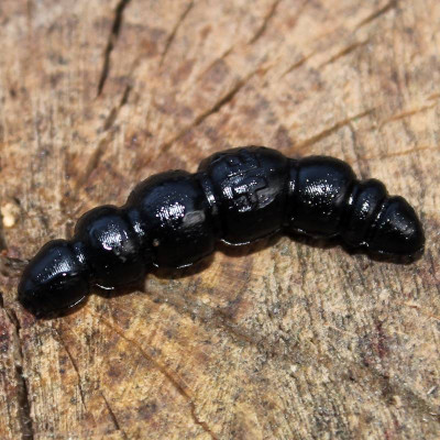 Harmony Baits Larva Apod 37mm barva 019 Black 9 pcs příchuť sýr