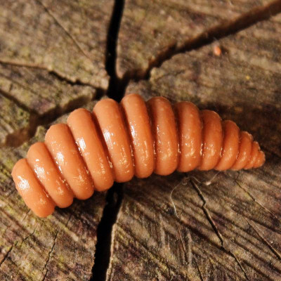 Harmony Baits Larva XL 37mm 7 pcs barva 016 Coffe Milk příchuť sýr