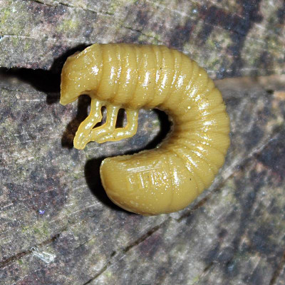 Harmony Baits Scarab 20mm 10 pcs barva 014 Khaki příchuť sýr