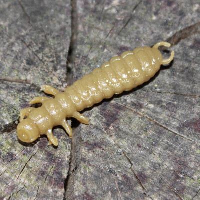 Harmony Baits Larva Lux 45mm 9pcs barva 014 Khaki příchuť sýr