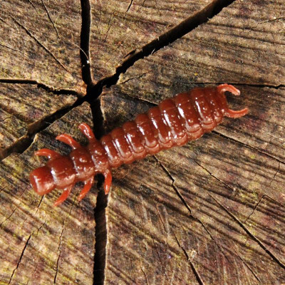 Harmony Baits Larva Lux 45mm 9pcs barva 017 Dark Chocolate