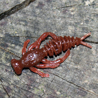 Harmony Baits Chrobák jr. 45mm  12 pcs barva 017 Dark Chocolate příchuť sýr