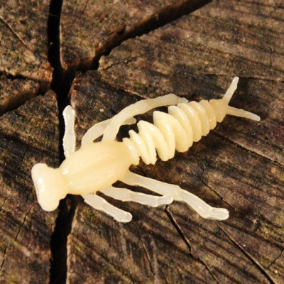 Harmony Baits Chrobák jr. 35mm 12 pcs barva 002 Cheese příchuť sýr