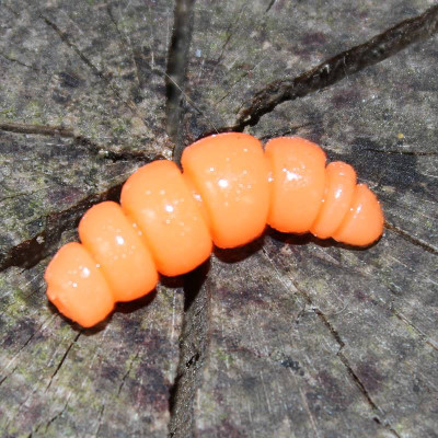 Harmony Baits Larva Apod FAT 32mm barva 005 Orange 9 pcs příchuť sýr