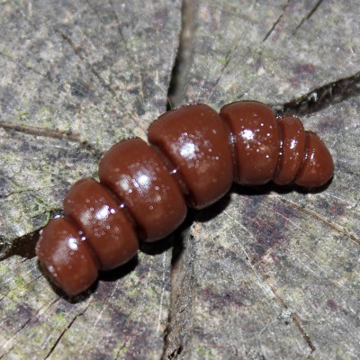 Harmony Baits Larva Apod FAT 32mm barva 017 Dark Brown Chocolate 9 pcs příchuť sýr