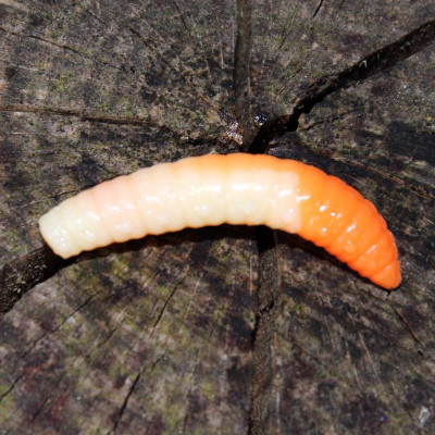 Harmony Baits Larva Grub 40mm barva 02+05 Cheese + Orange 9 pcs příchuť sýr