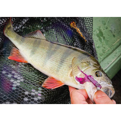 Perch Professor Fapping Craw 1,6”/3,5cm 02 Purple Pepper - 8pcs