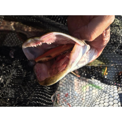 Ripper Westin BullTeez ShadTail 12,5cm 16g Gold Rush (2 pcs)