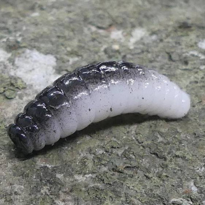 CZNymph Crazy Maggot 22mm 10pcs barva WB aroma sýr