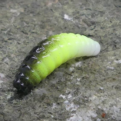 CZNymph Crazy Maggot 22mm 10pcs barva WCHB