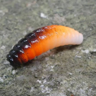 CZNymph Crazy Maggot 22mm 10pcs barva WOB