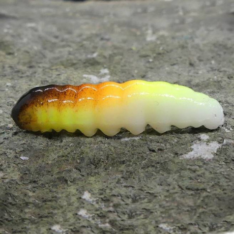 CZNymph Caddis Larva 30mm Color 10 pcs barva GRT