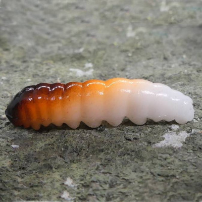 CZNymph Caddis Larva 30mm Color 10 pcs barva WOB