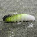 CZNymph Caddis Larva 30mm Color 10 pcs barva WCHB